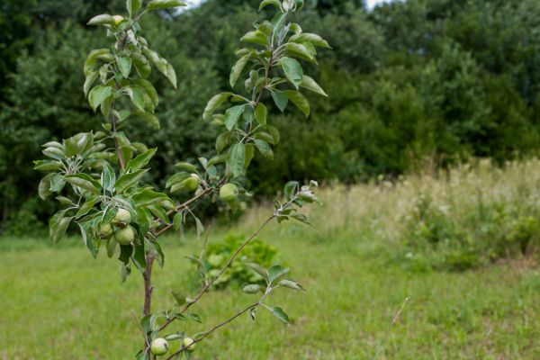Apple Tree Planting in Novato