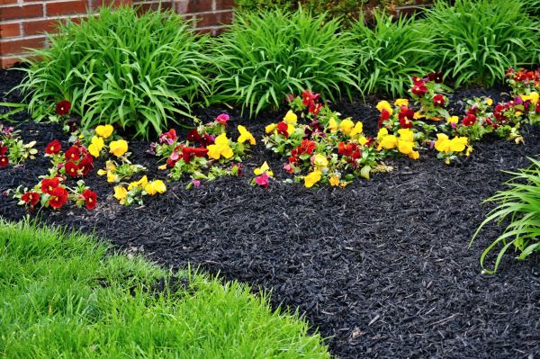 Apartment Mulching in Novato